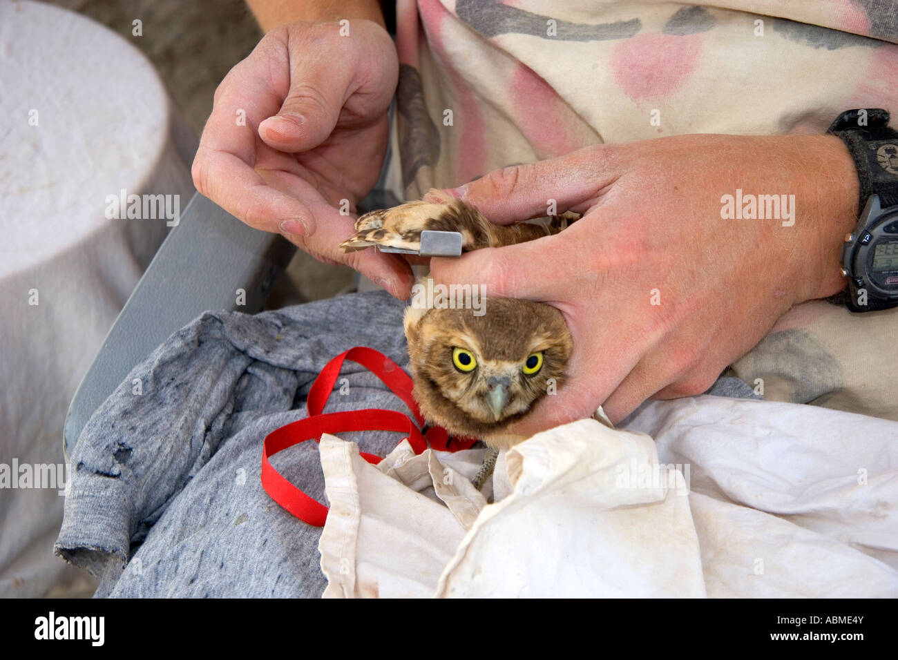 La fauna selvatica biologo misurando il parafango di una neonata scavando il gufo vicino Mountain Home Idaho Foto Stock