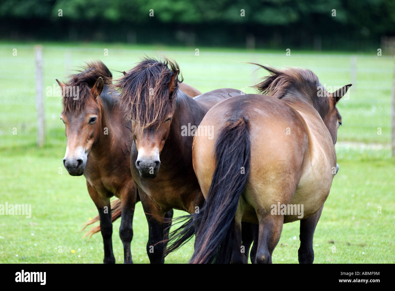 Exmoor pony a Cotswold Farm Park, Gloucestershire, England, Regno Unito Foto Stock