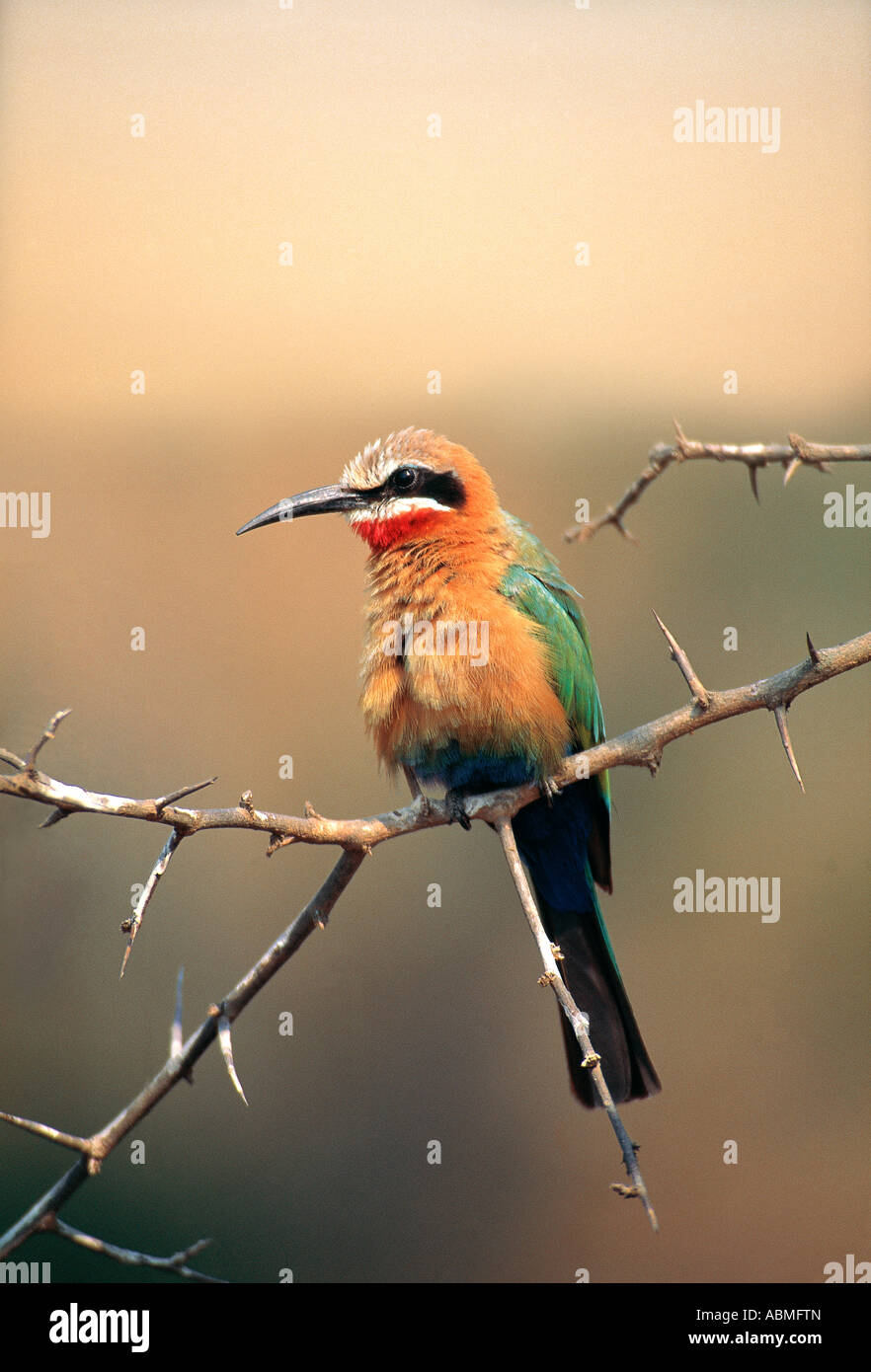 Con facciata bianca Bee eater Merops bullockoides Parco Nazionale Kruger Sud Africa Foto Stock