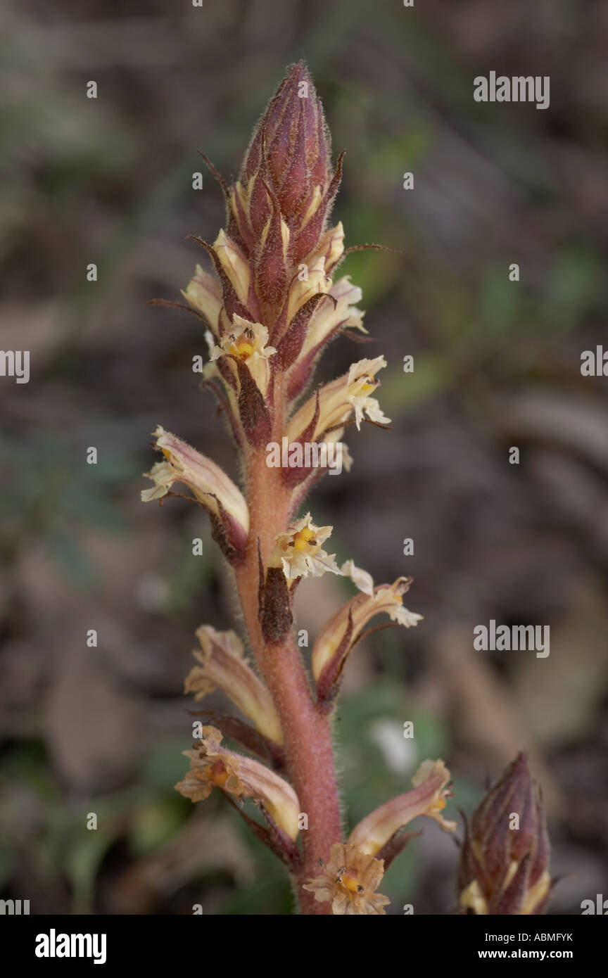 Ivy Succhiamele prataiolo - Orobanche hederae Foto Stock