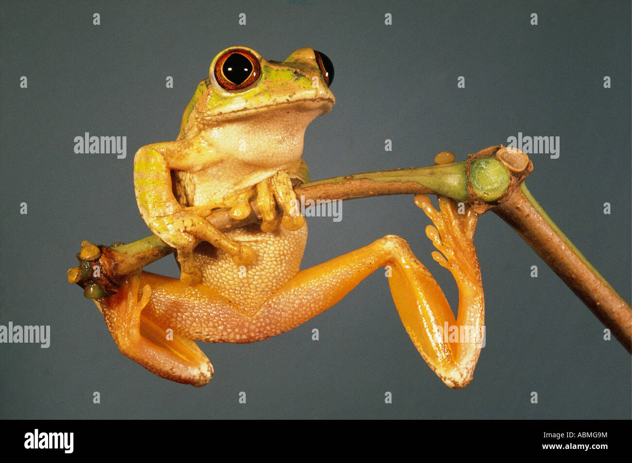 Ranocchio verde aggrappato a un ramoscello Durban, Sud Africa Foto Stock