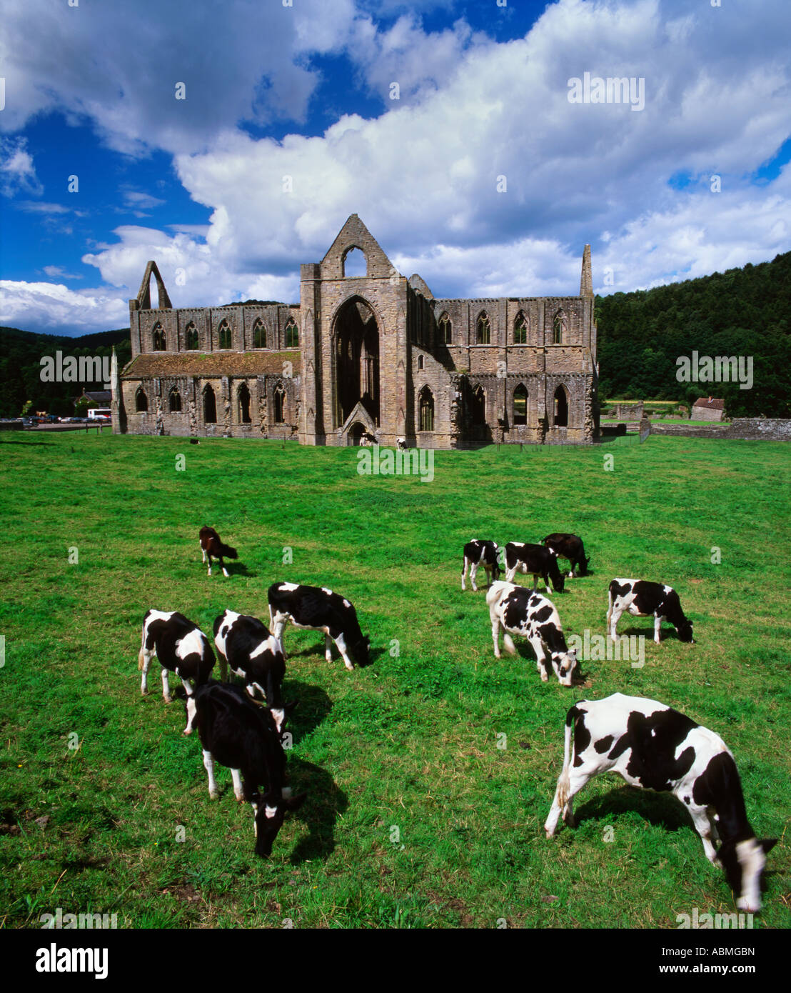 Verticale foto a colori di Tintern Abbey nella valle del Wye, Monmouthshire, South Wales, Regno Unito Foto Stock