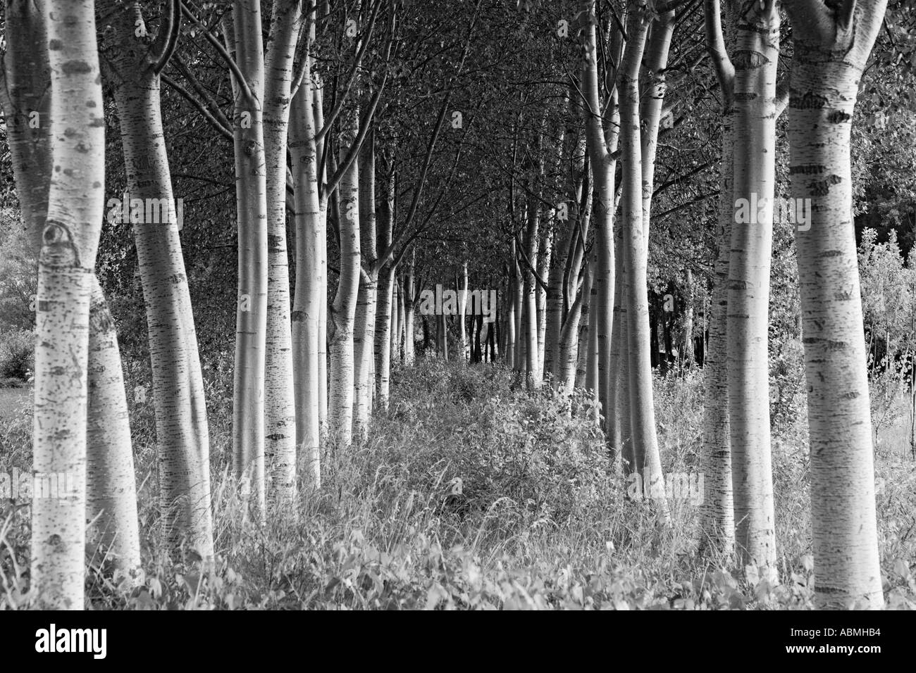 Due filari di alberi vicino a Pisa Toscana Italia Foto Stock