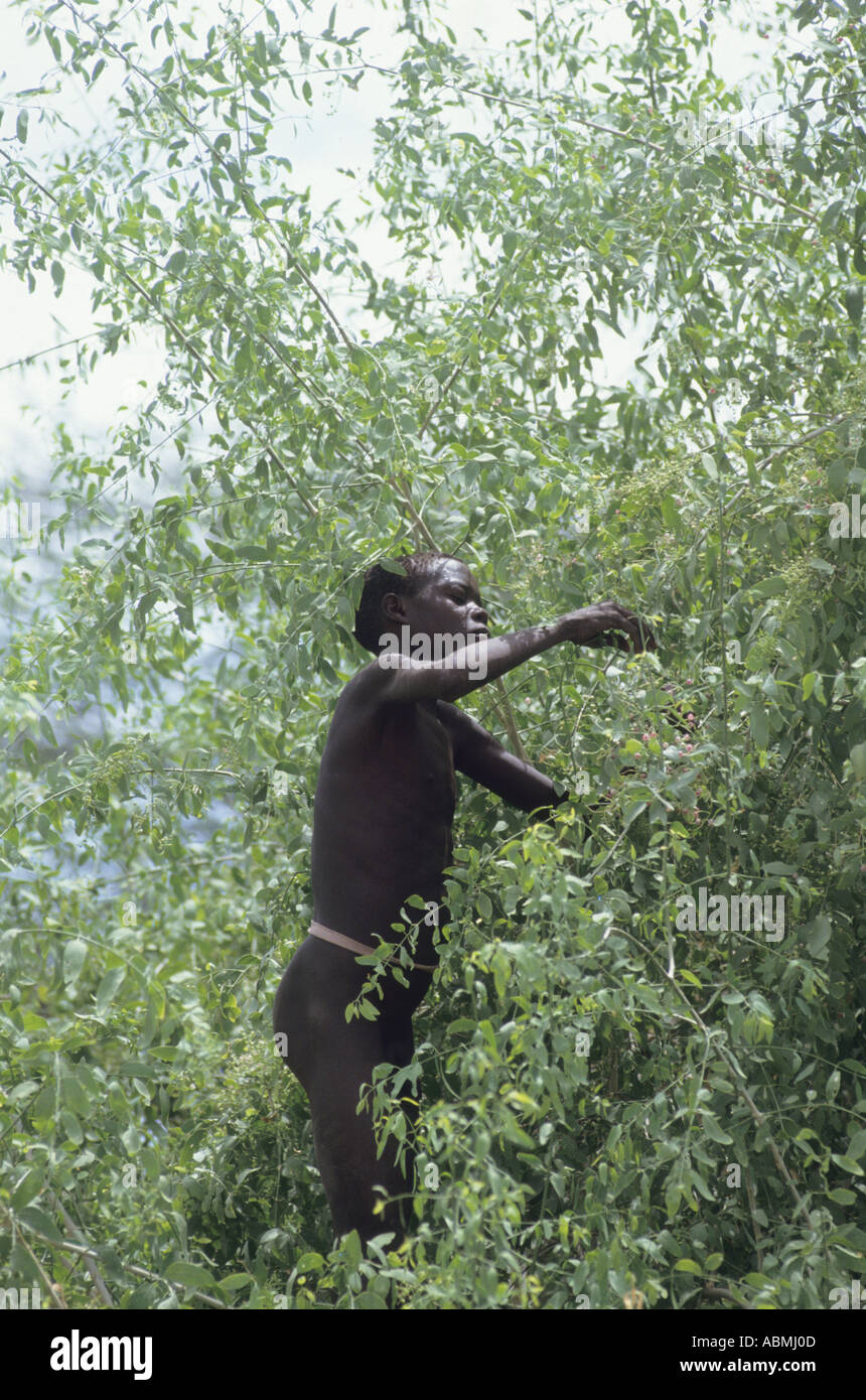 Una donna Turkana raccolta di bacche da a un albero vicino al suo villaggio Foto Stock