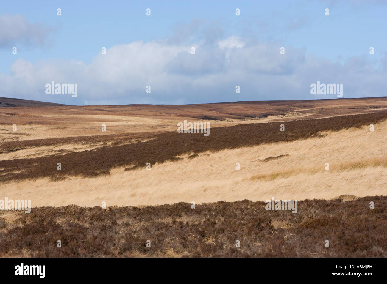 Erbe morto sul West Pennine Moors in Lancashire al vento Foto Stock