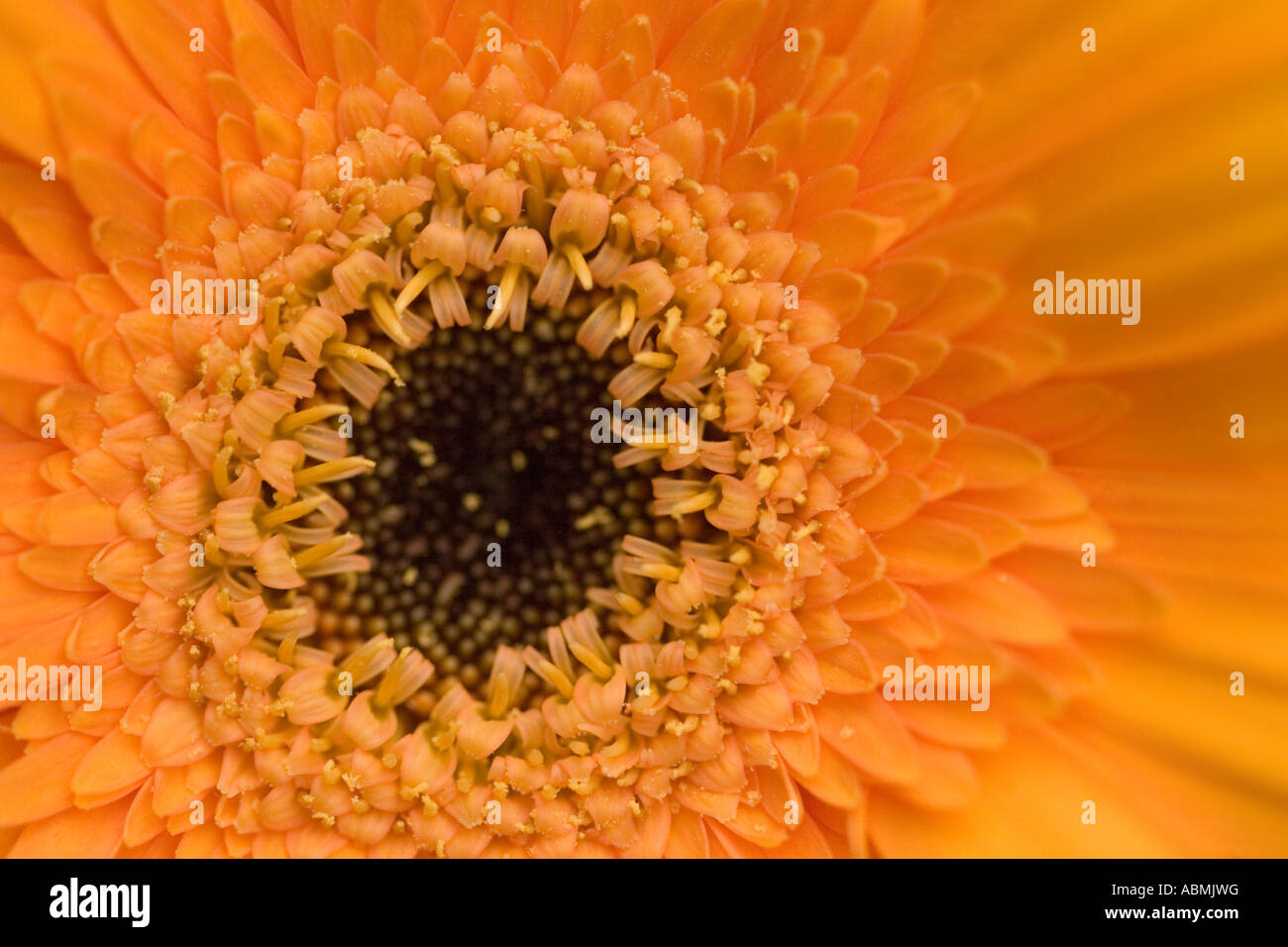 Unico fiore di un orange gerbera Foto Stock