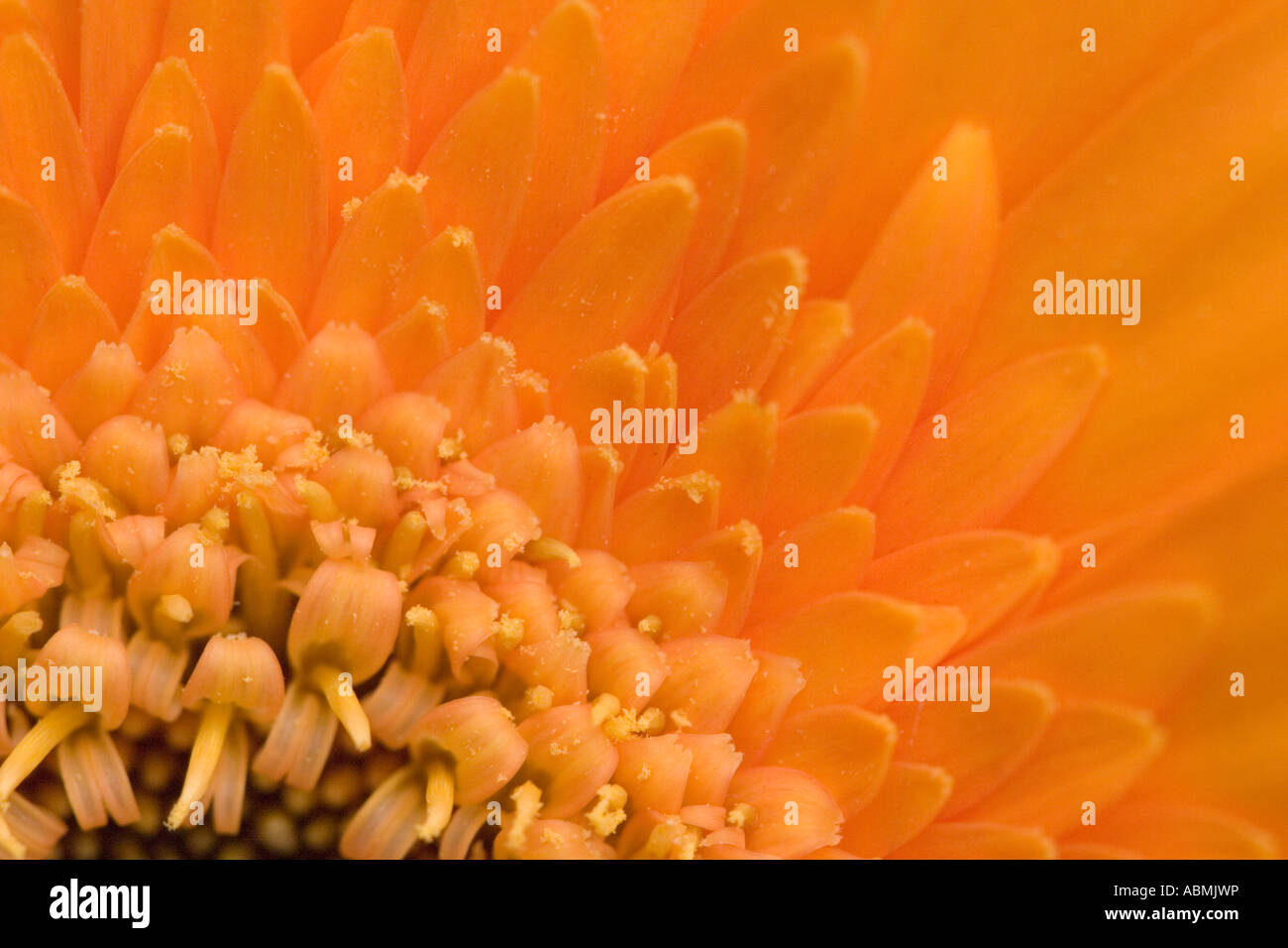 Unico fiore di arancia asteraceae gerbera Foto Stock