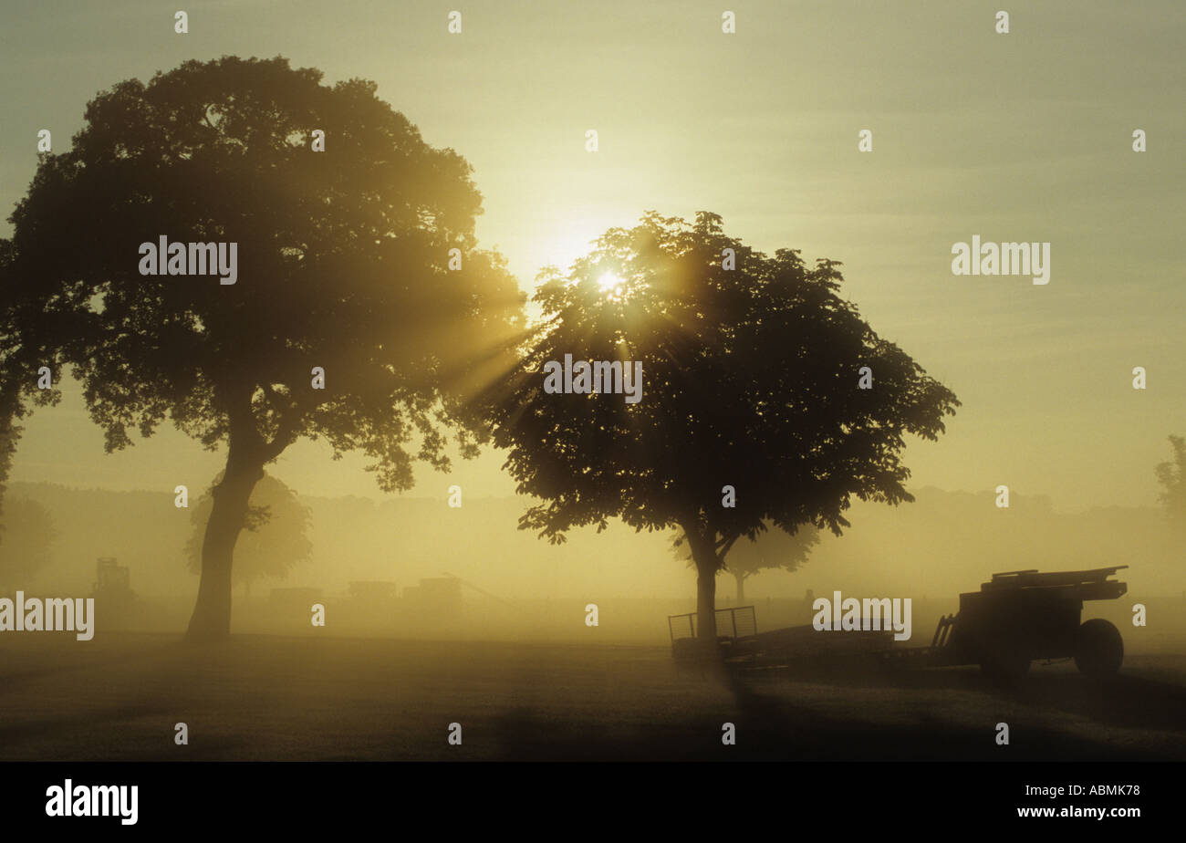 Una nebbiosa alba dietro gli alberi Foto Stock