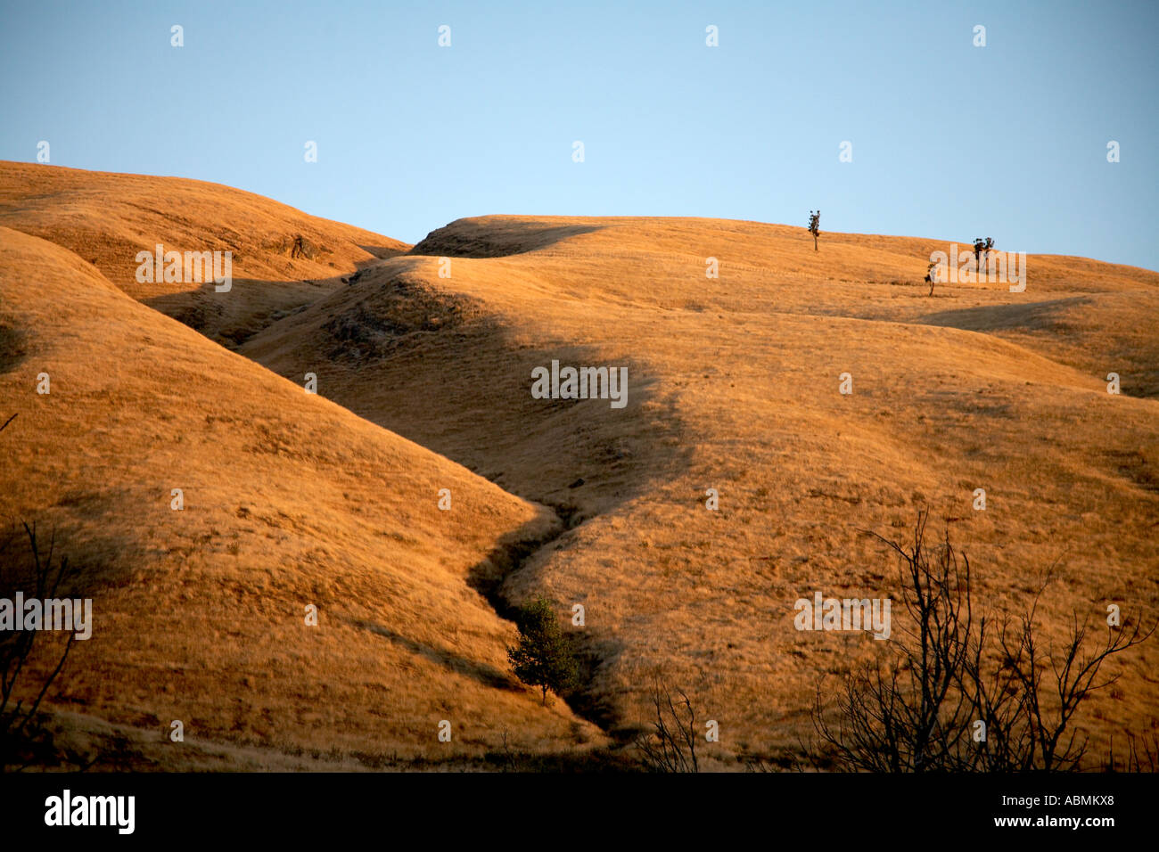 Serata calda luce che colpisce le dolci colline del centro di Hawkes Bay Nuova Zelanda rivelando le cicatrici sul paesaggio Foto Stock