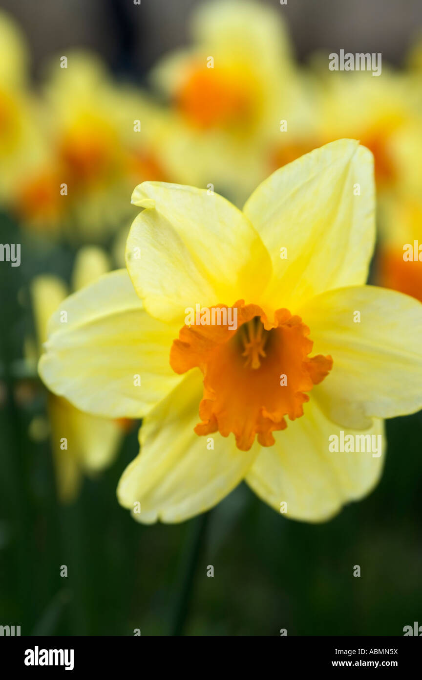 Giallo narciso Foto Stock