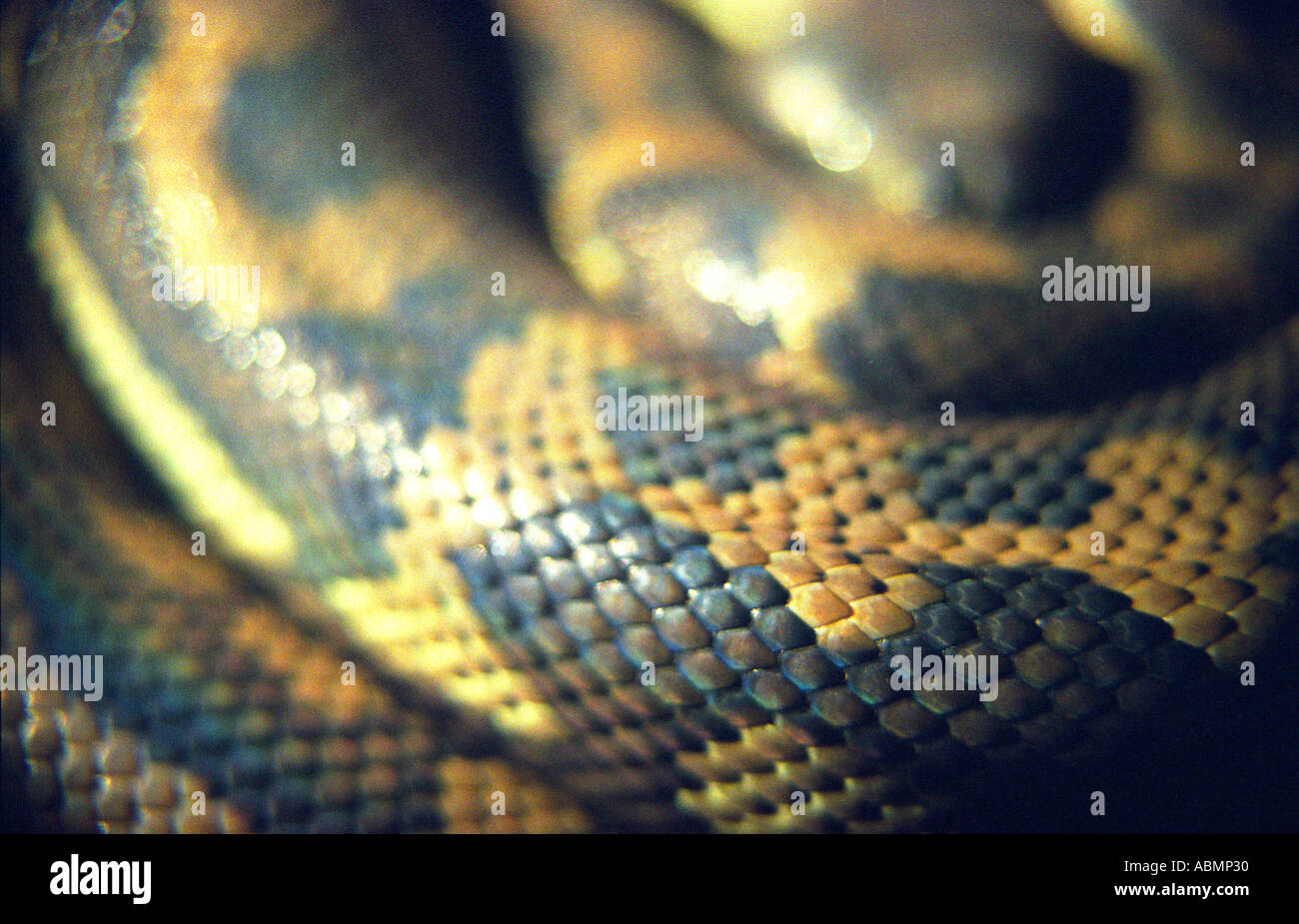Un diamante python snake avvolto addormentato sul computer portatile sul tavolo della cucina del Queensland, Australia Foto Stock