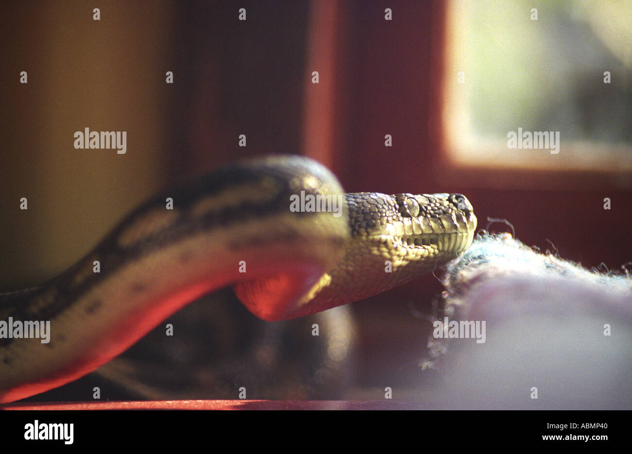 Un diamante python snake passando per il tavolo della cucina in parte la mia casa Queensland Australia Foto Stock