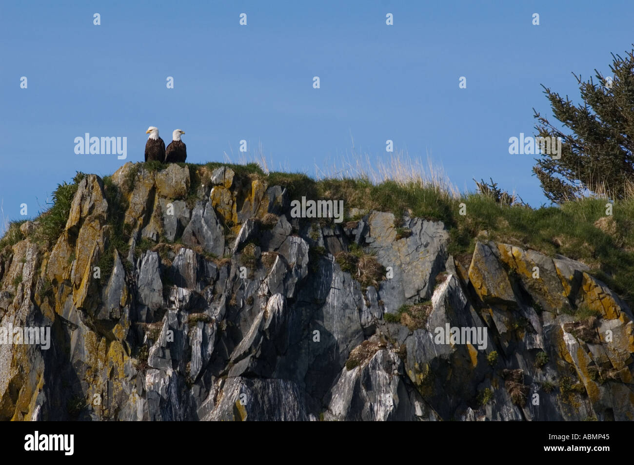 Alaska, Kodiak, aquile calve sulla roccia Foto Stock