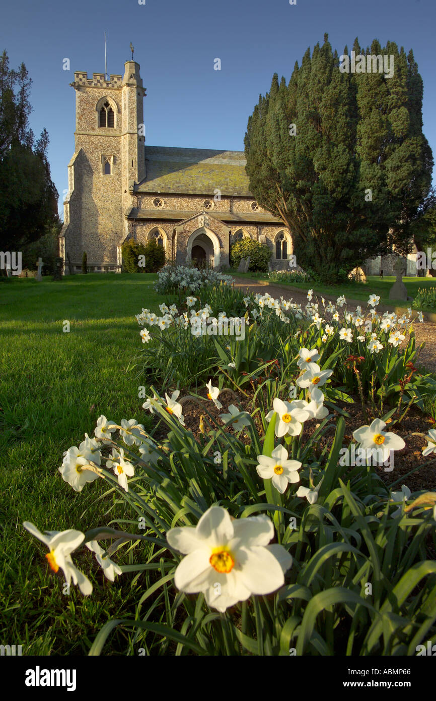 Arkesden Santa Maria Vergine chiesa in North Essex Inghilterra con narcisi in primavera 2004 un bellissimo e suggestivo scenario Foto Stock