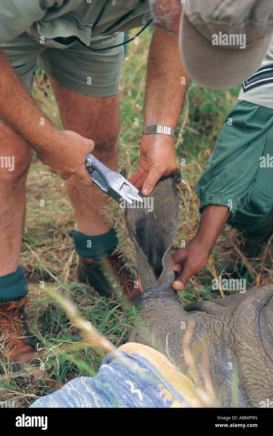 Orecchio dentellando del rinoceronte bianco per scopi di identificazione Mkuzi Game Reserve Natal Sud Africa Foto Stock