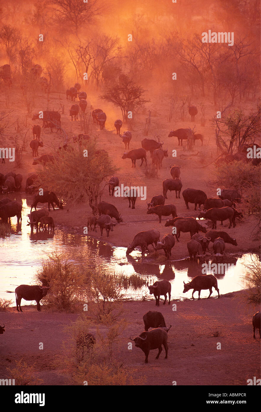 Mandria di bufali sollevando la polvere in un fiume Zambezi National Park dello Zimbabwe Foto Stock