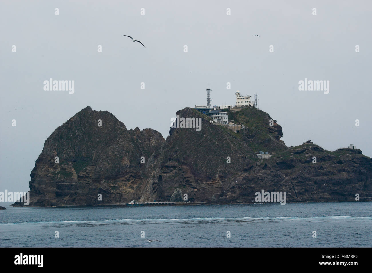 I gabbiani Larus sp volare accanto a Dokdo Takeshima o isola di una controversia territoriale tra il Giappone e la Corea Mare Orientale Corea del Sud Foto Stock