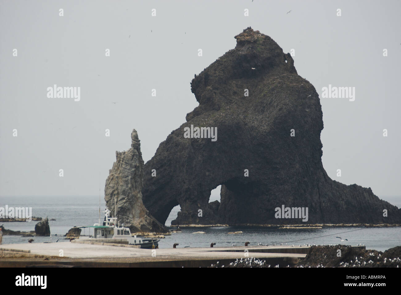 I gabbiani Larus sp volare accanto a Dokdo Takeshima o isola di una controversia territoriale tra il Giappone e la Corea Mare Orientale Corea del Sud Foto Stock