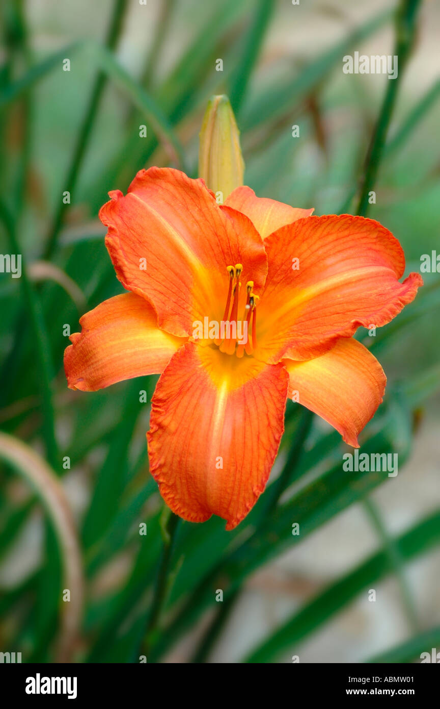 Moderno daylily daylilyies, allevamento per il colore e la bordatura e la forma per i coltivatori di hobby a casa - Georgia USA America, alto consumo di acqua delle sostanze chimiche Foto Stock