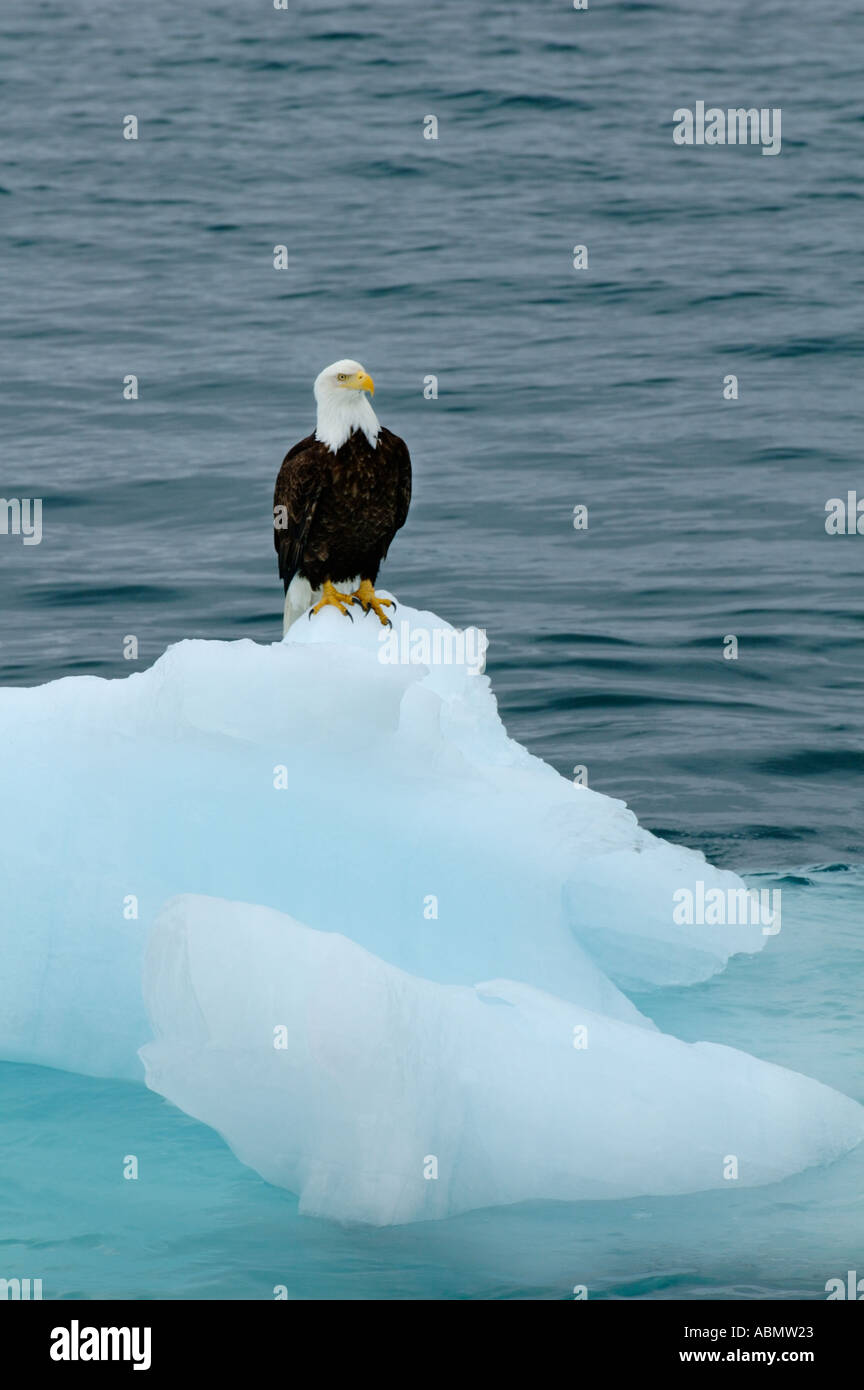 Alaska, Prince William Sound, aquila calva su ghiaccio floe Foto Stock