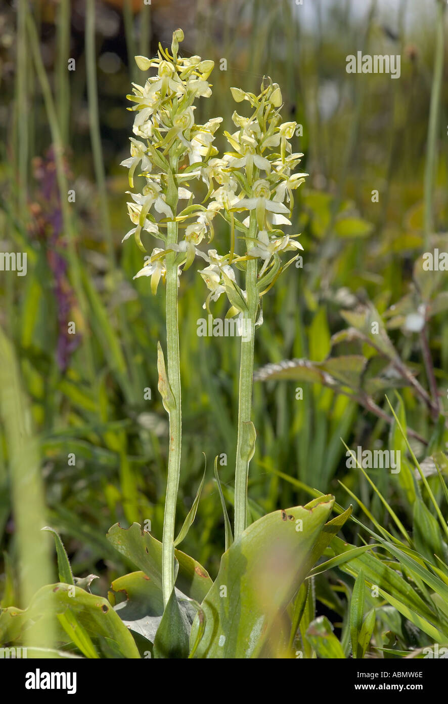 Maggiore Butterfly Orchid Platanthera chlorantha in habitat Foto Stock