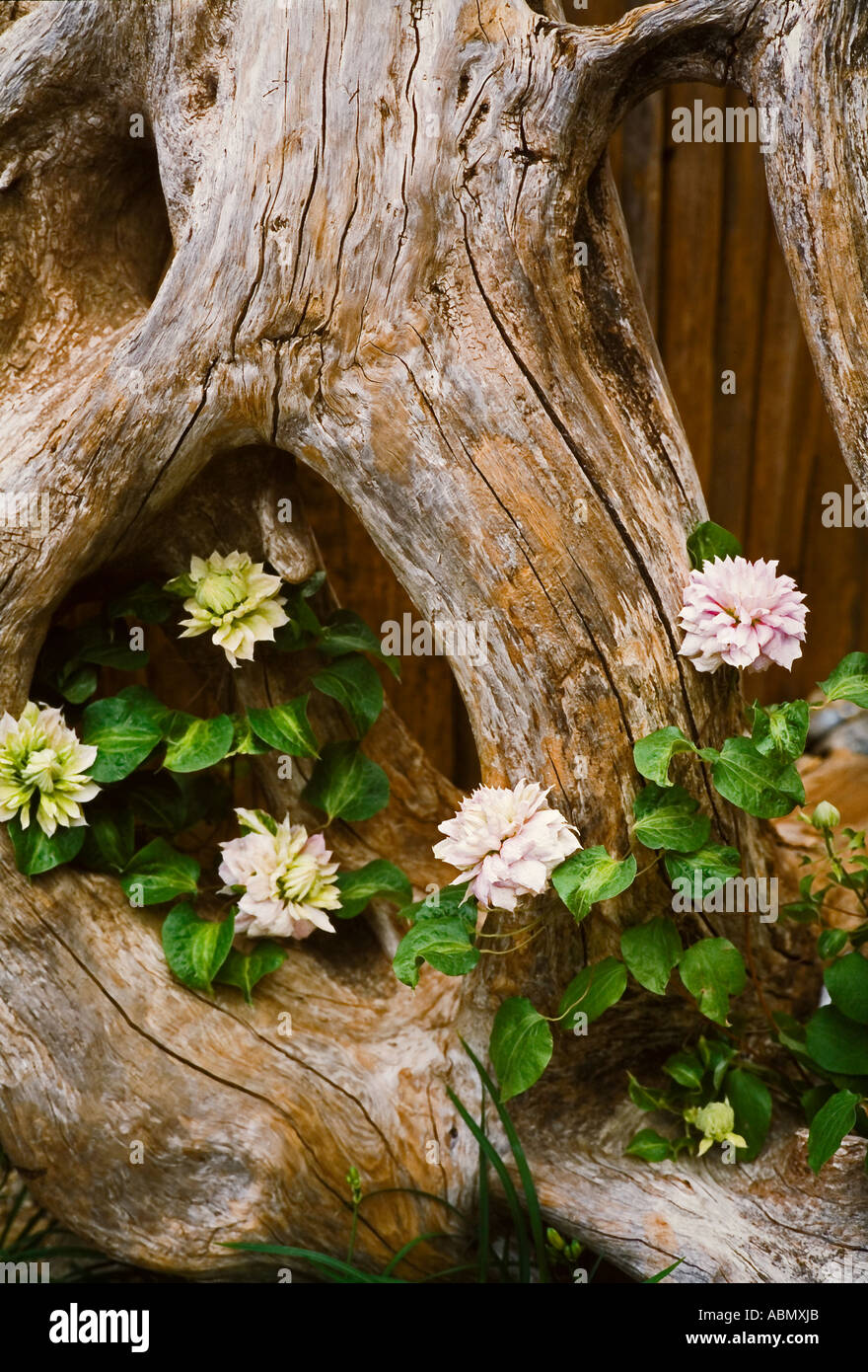 La clematide fiori disposti all'interno di un vecchio ceppo di albero Foto Stock