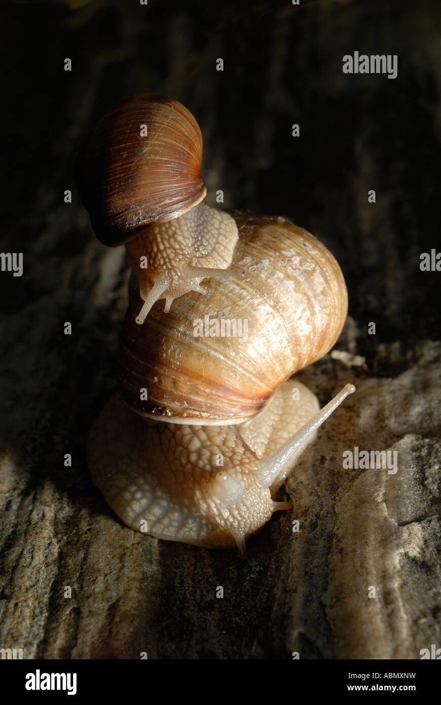 Helix Aspersa due 2 lumaca Europa giardino, piccola lumaca equitazione sulla parte superiore della casa di una lumaca di grandi dimensioni Foto Stock