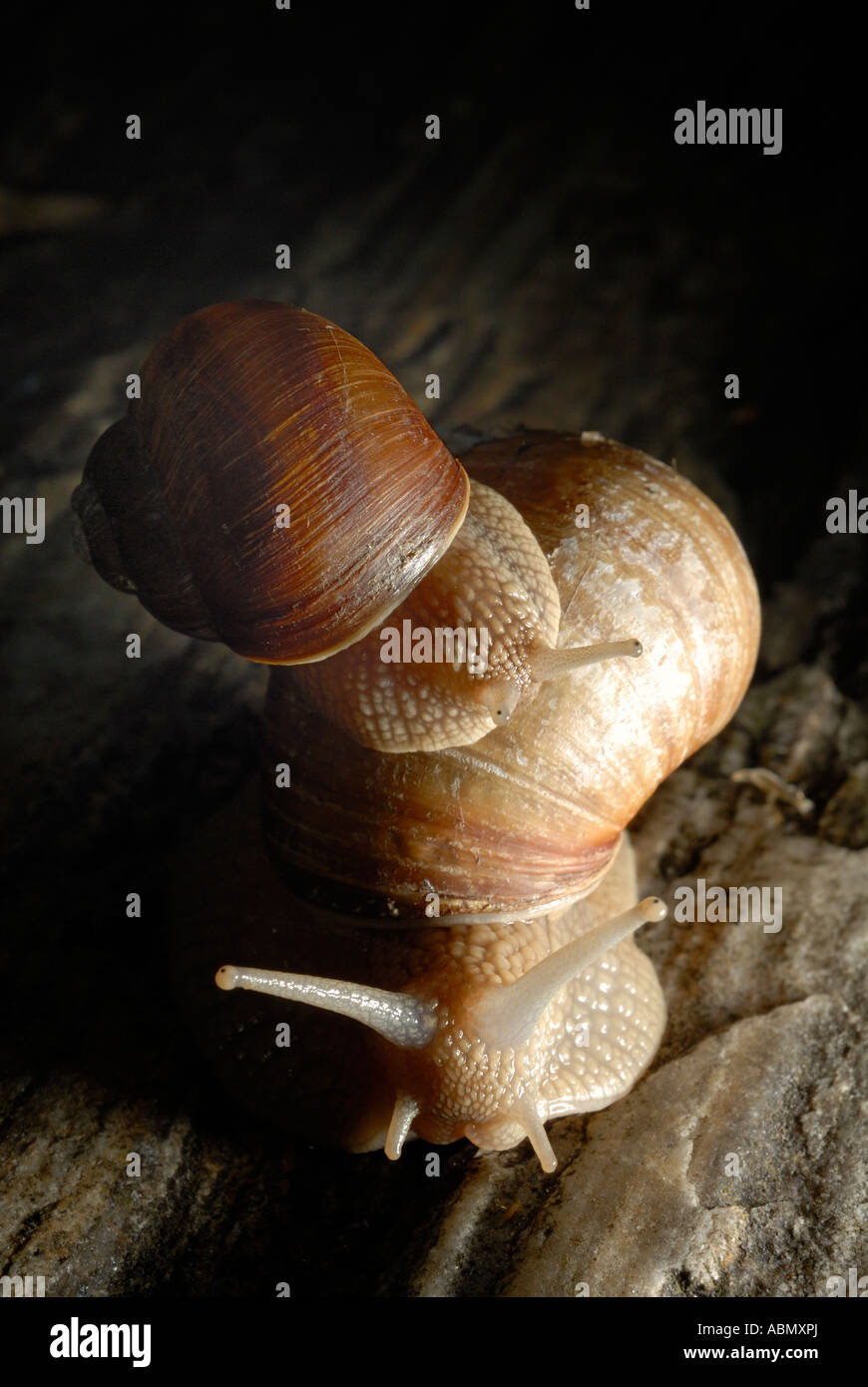 Helix Aspersa due 2 lumaca Europa giardino, piccola lumaca equitazione sulla parte superiore della casa di una lumaca di grandi dimensioni Foto Stock