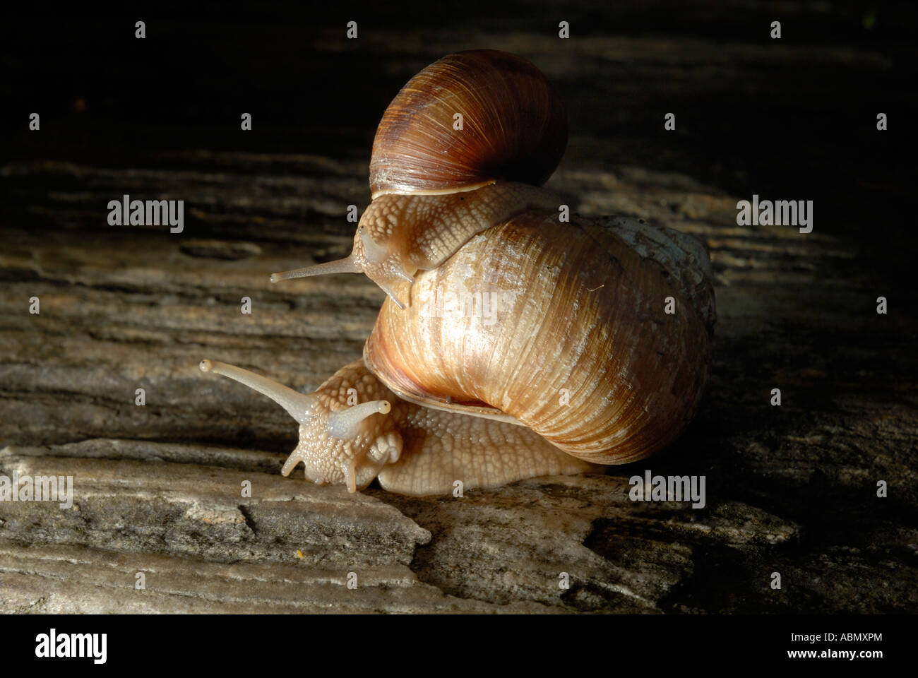 Helix Aspersa due 2 lumaca Europa giardino, piccola lumaca equitazione sulla parte superiore della casa di una lumaca di grandi dimensioni Foto Stock