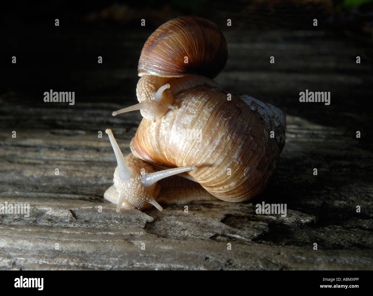 Helix Aspersa due 2 lumaca Europa giardino, piccola lumaca equitazione sulla parte superiore della casa di una lumaca di grandi dimensioni Foto Stock