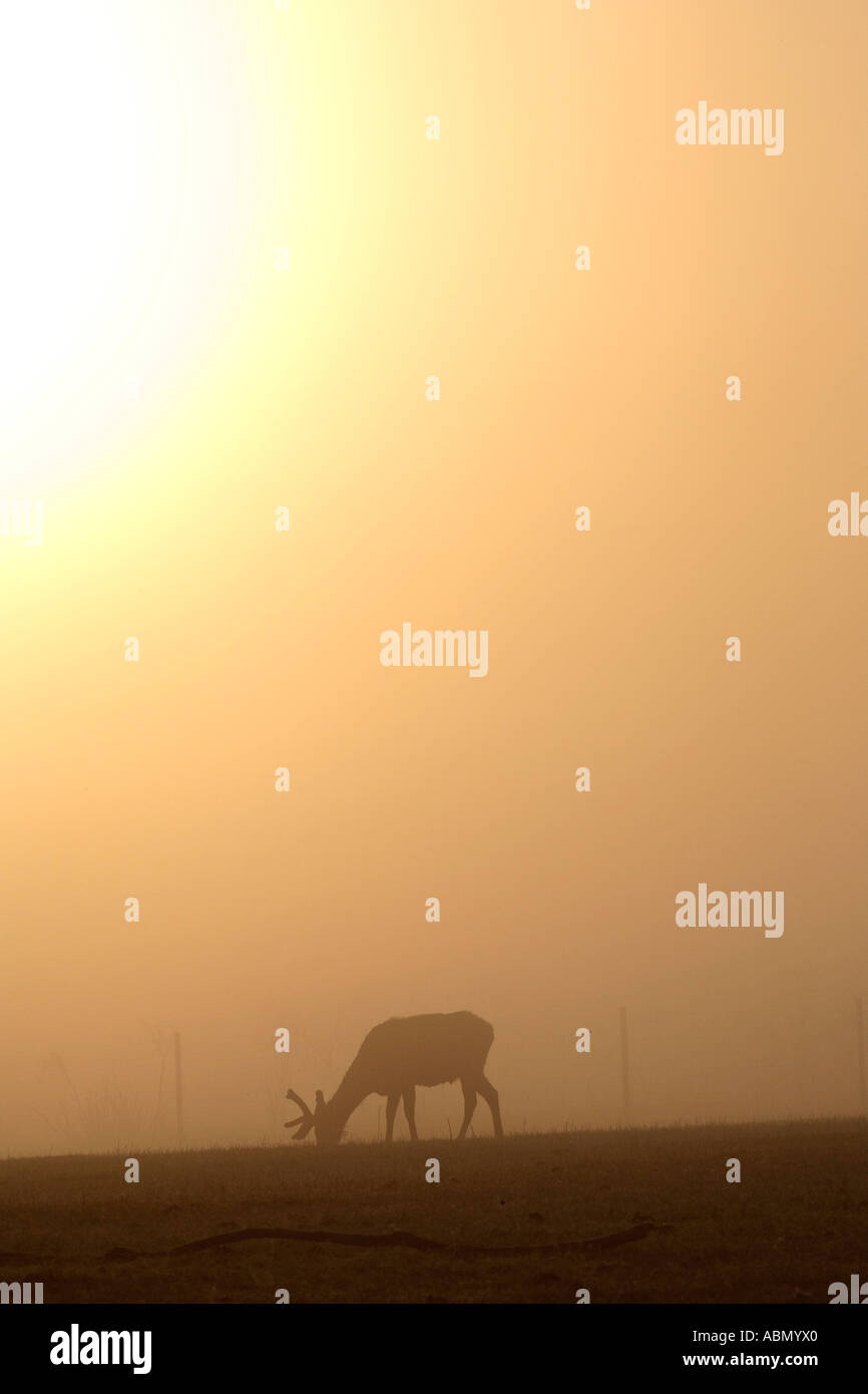 Alba con nebbia di mattina su elk scenico in Saskatchewan in Canada Foto Stock