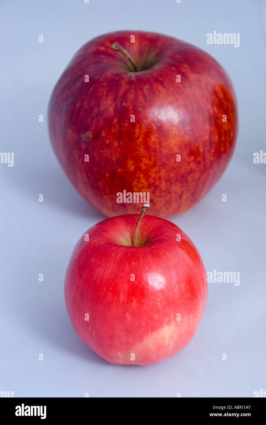 Differenze nella dimensione di varietà di mele Foto Stock