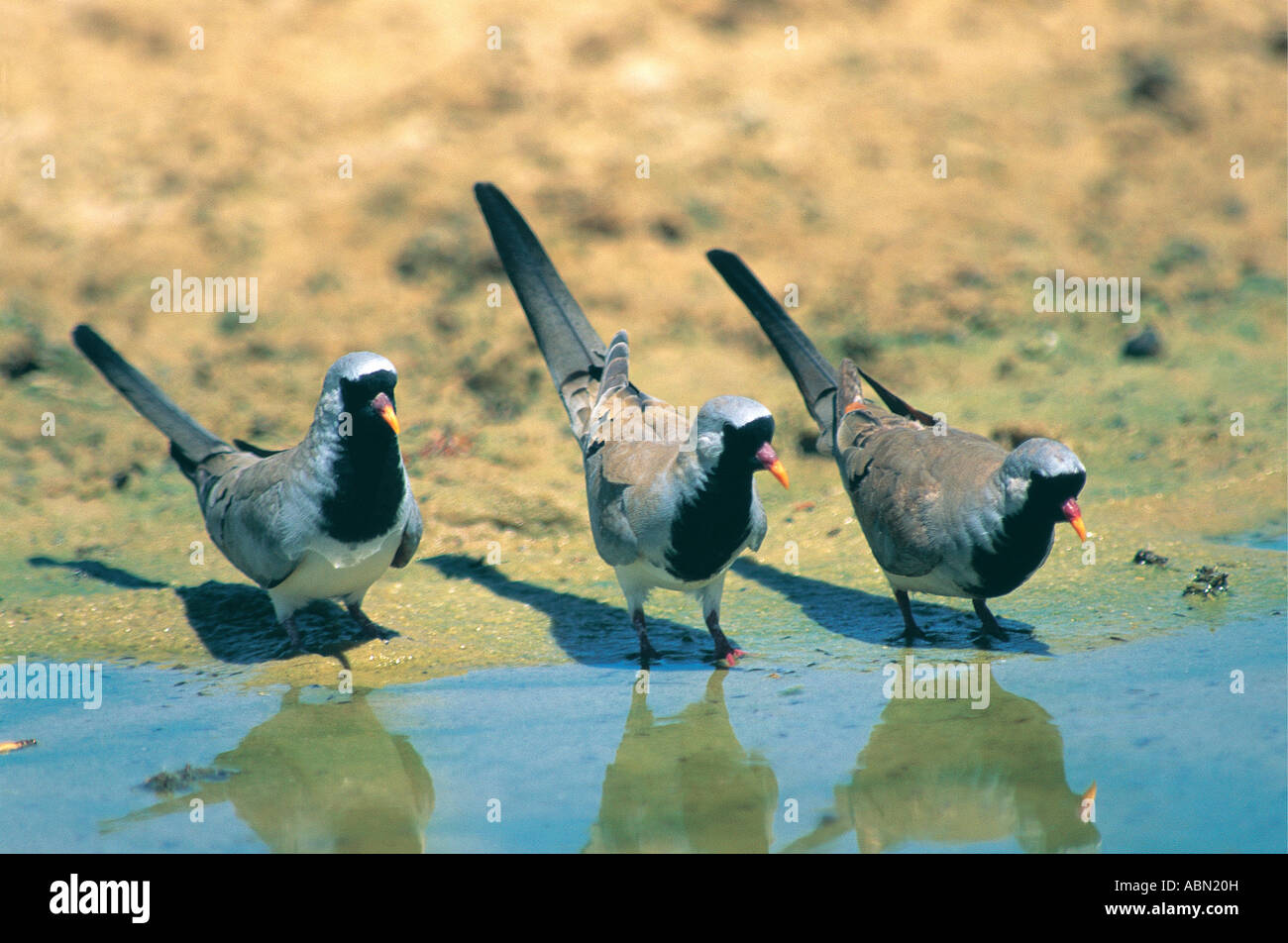 Tre colombe Namaqua Oena capensis bere ad una piscina nel Kalahari Gemsbok National Park in Sud Africa Foto Stock