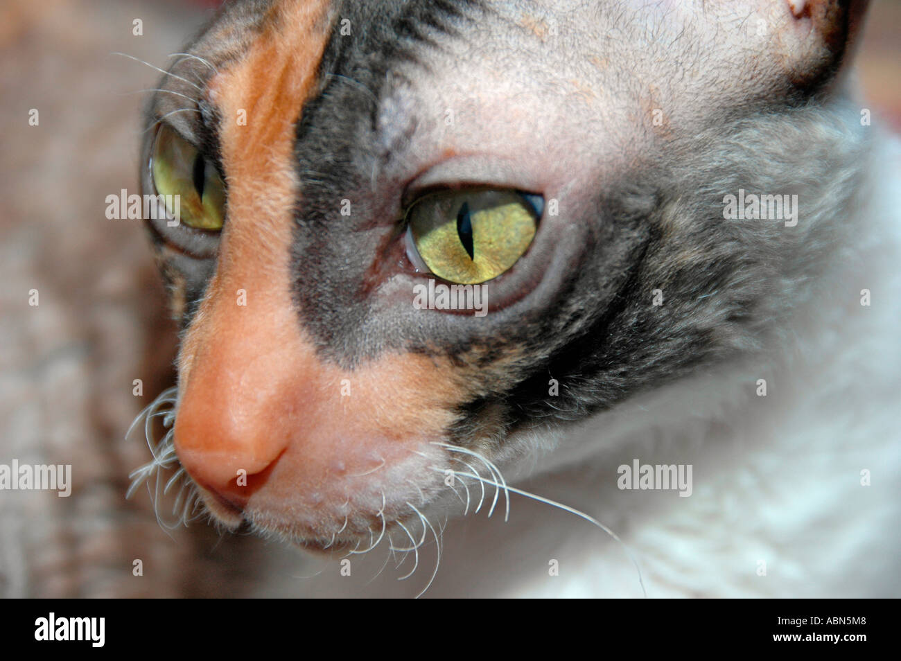 Femmina Cornish Rex visualizza cat in bianco e nero e bianco e marrone di calico Foto Stock
