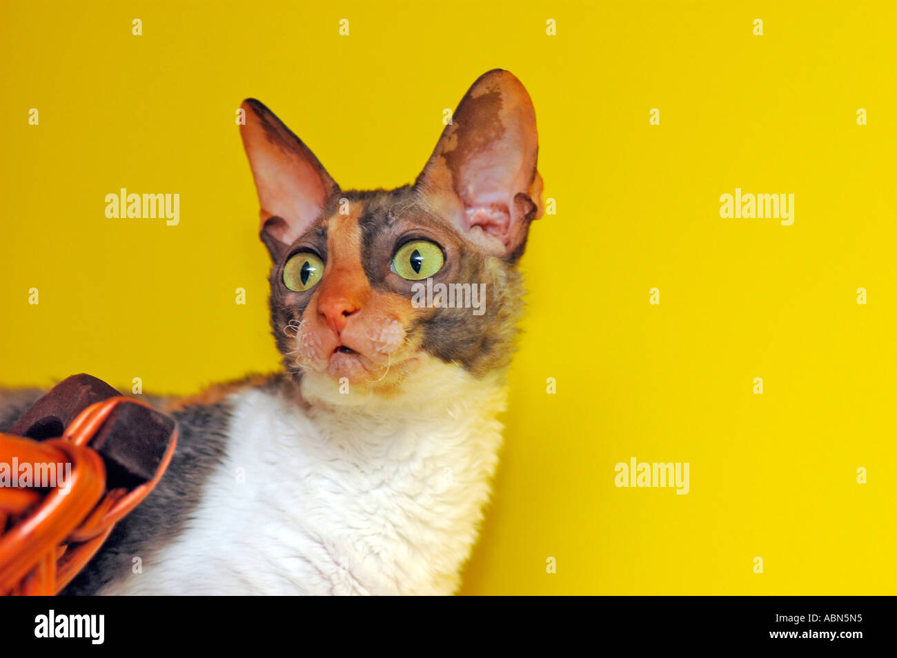 Femmina Cornish Rex visualizza cat in bianco e nero e bianco e marrone di calico NEGLI STATI UNITI Foto Stock