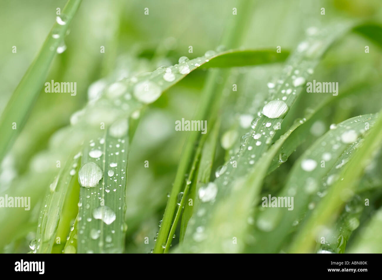 Pioggia su erba Foto Stock