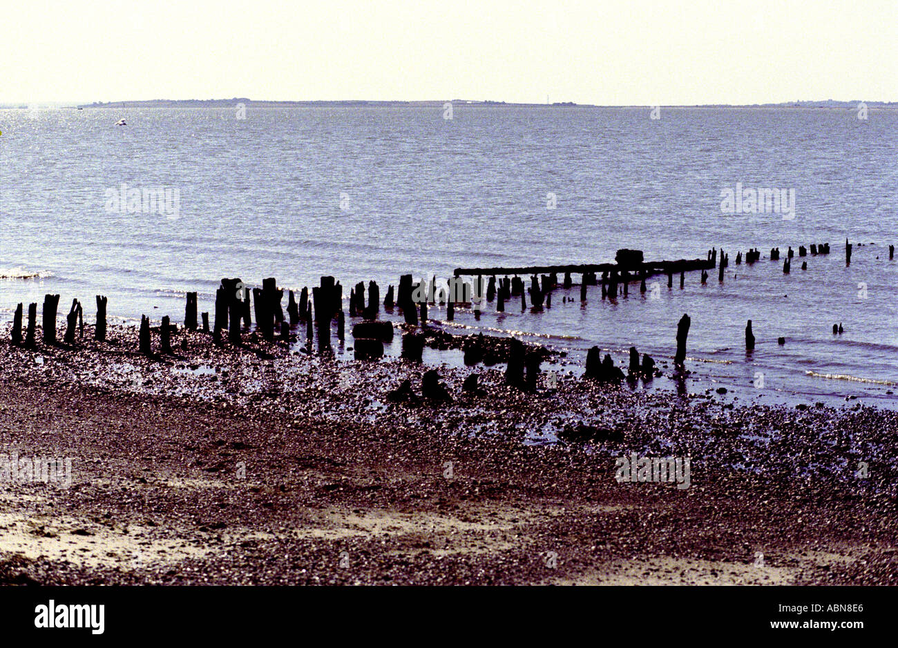 Mare inguine in whitstable kent Foto Stock
