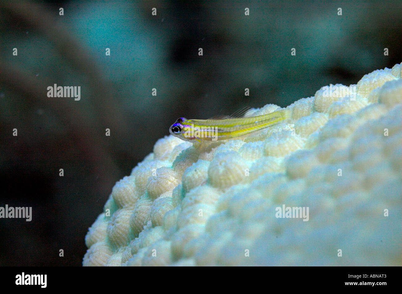 La menta piperita ghiozzo Coryphopterus lipernes sulle stelle Coral Foto Stock