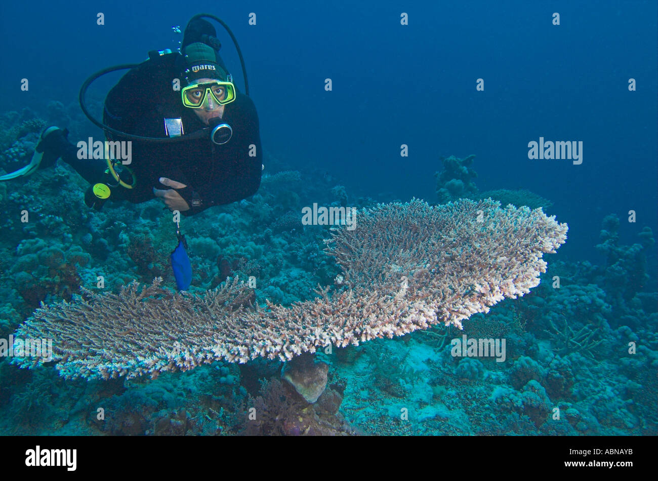 Nuoto subacqueo al di sopra della tavola coral [Samaday Marine Park] " Red Sea' Egitto Foto Stock