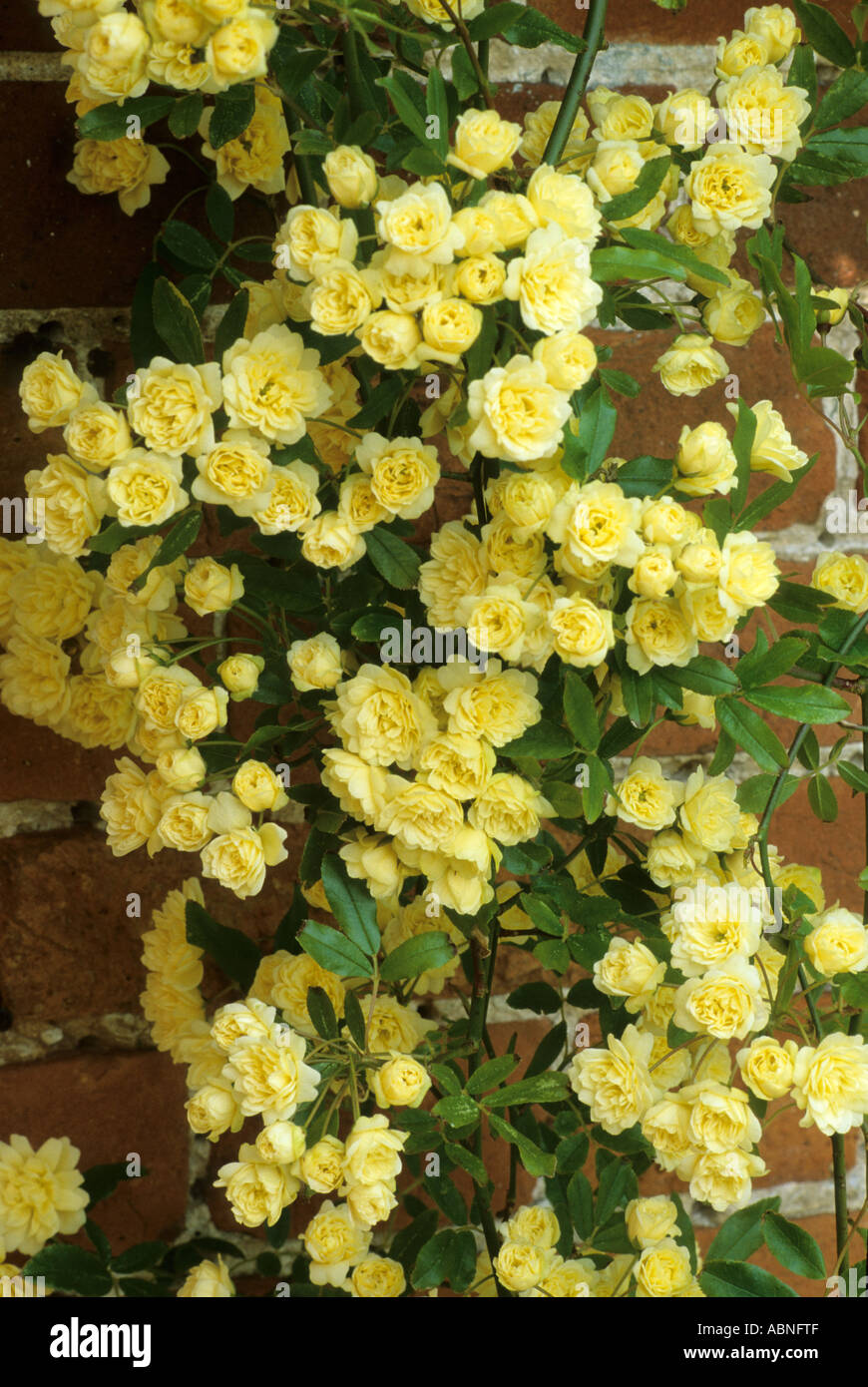 Rosa banksiae Lutea Foto Stock