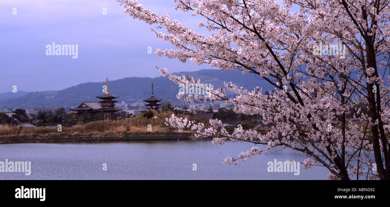 Cherry blossom beside the Yakushiji temple near Nara Japan Foto Stock