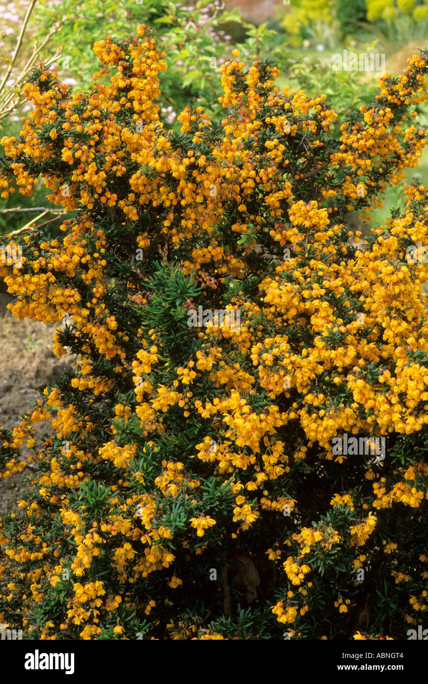 Berberis x stenophylla Corallina Compacta Foto Stock