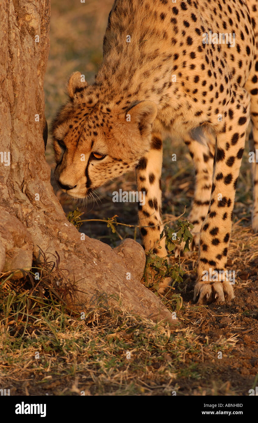 Cheetah sniffing di base tree Masaii Mara Kenya Foto Stock