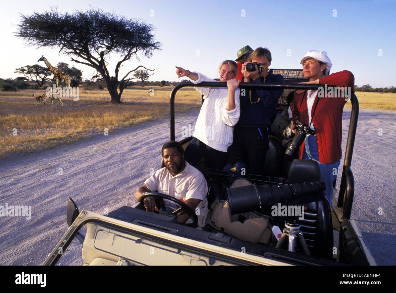 Giraffe e impala sotto acacia Thorn Tree con i turisti in land rover su safari in Zimbabwe Foto Stock