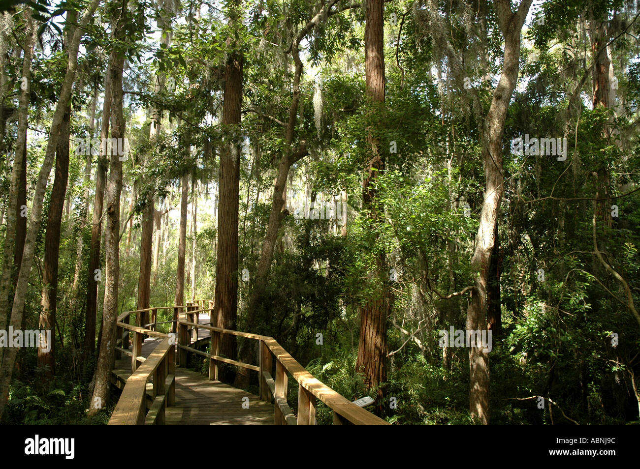 Tarpon Springs Florida Westin Innisbrook Resort Sentiero Natura attraverso la palude di cipressi Foto Stock