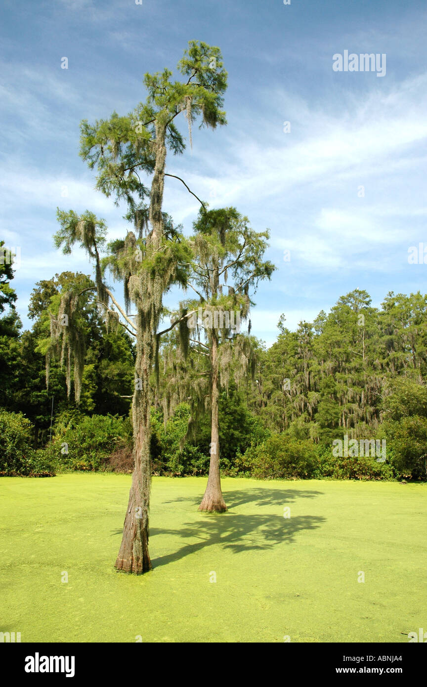 Tarpon Springs Florida Westin Innisbrook Resort Sentiero Natura attraverso Cypress Swamp lenticchie d'acqua in stagno Foto Stock
