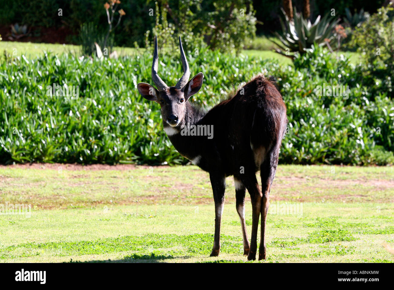 Bushbuck, Tragelaphus scriptus, Foto Stock