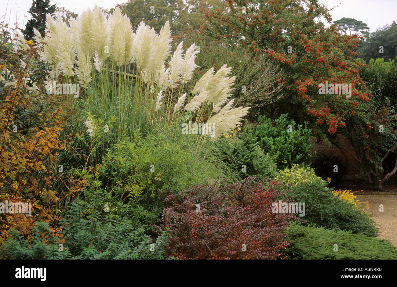Autunno confine, Cortaderia selloana, Berberis, Cotoneaster, Giardini Holkham Norfolk Foto Stock