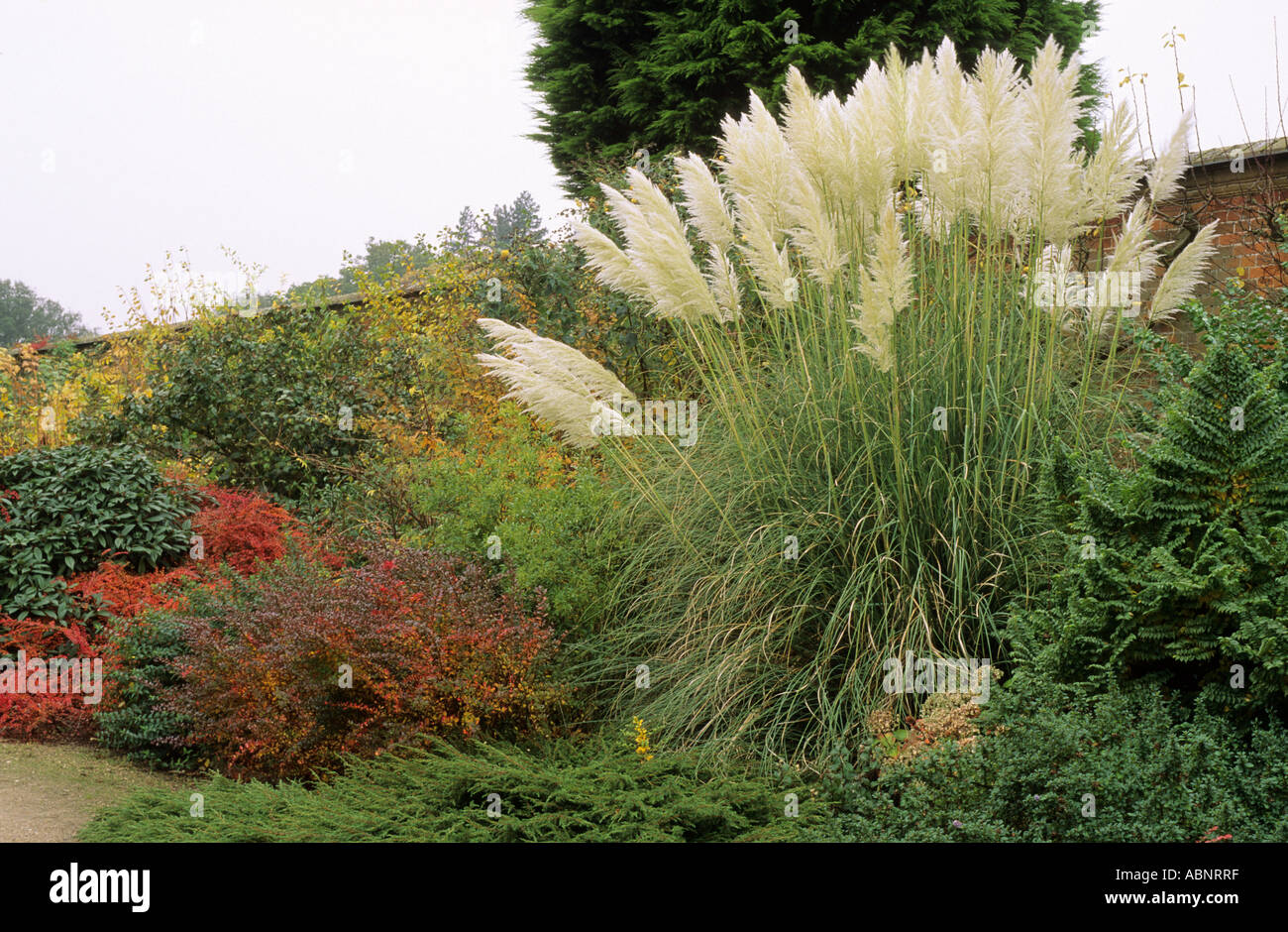 Autunno confine, Cortaderia selloana, Berberis, Holkham giardini, Norfolk Foto Stock