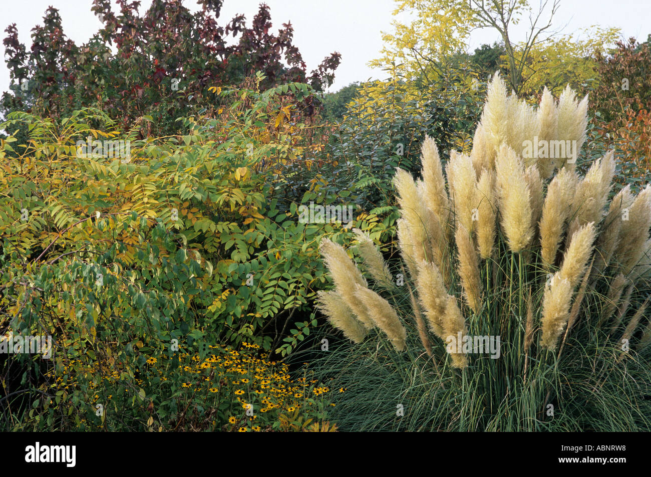 Autunno confine, Cortaderia selloana, Giardini Holkham Norfolk, pennacchi bianchi, erba Foto Stock